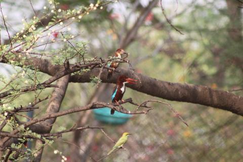 //aarohilife.org/home/sites/default/files/white Brested kingfisher malefemale  - Copy.JPG